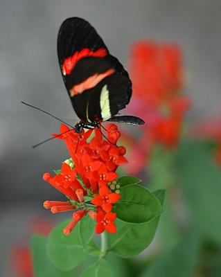 Black and Red Winged