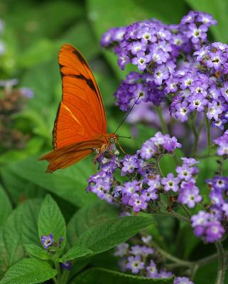 Orange butterfly on forget-me-not