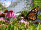 Queen Butterfly on Blue Mistflower