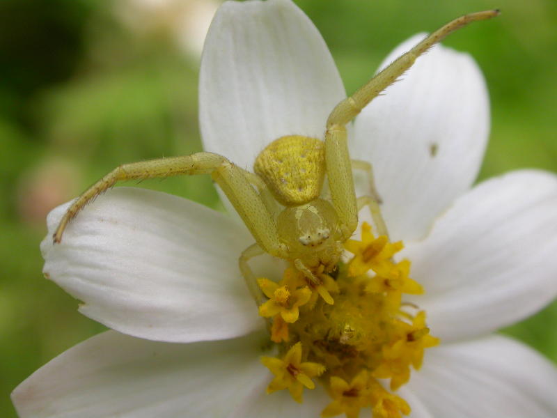 Crab Spider