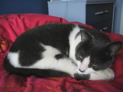 Zigzag - mon chat - my cat