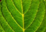 Handheld PinHole Macro Photograph Leaf 5127.jpg