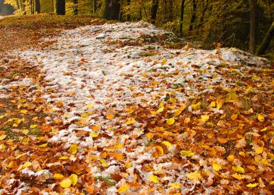 Autumn Leaves & Winter Snow