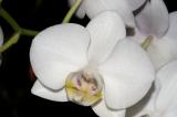 Orchid 4