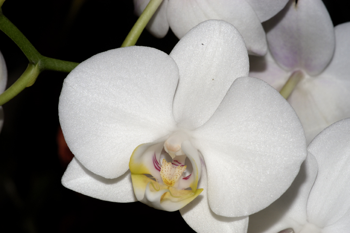 Orchid 4