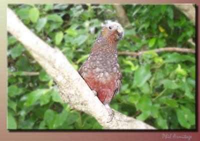 u34/philinnz/medium/22623363.151parrot.jpg