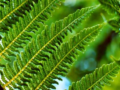 9 Oct 04 - Fern Frond