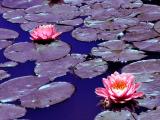 7 Oct 04 - Water Lilies with IR filter