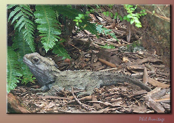 Tuatara - as old as they come