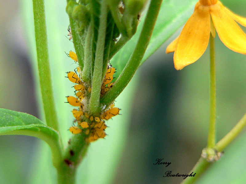 Aphids on Golden Milkweed : Up close & personal!