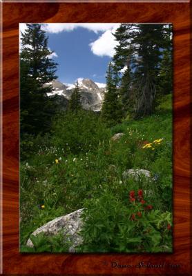 u34/photodane/medium/31184656.20040710FlowerGarden.jpg