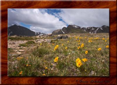 Alpine Sunflowers Just Past  the Pass