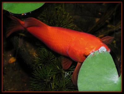 u34/photoman/medium/33170457.Fish023.jpg