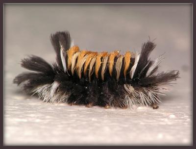 Walking Toothbrush