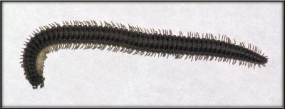 Centipede-Pano