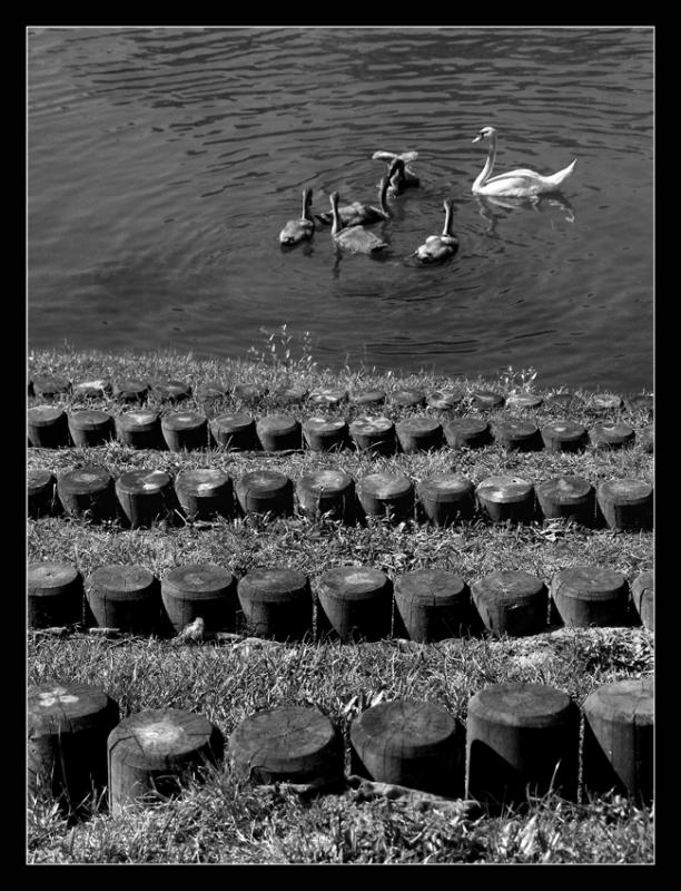 Bords de MarneFamille cygne 2