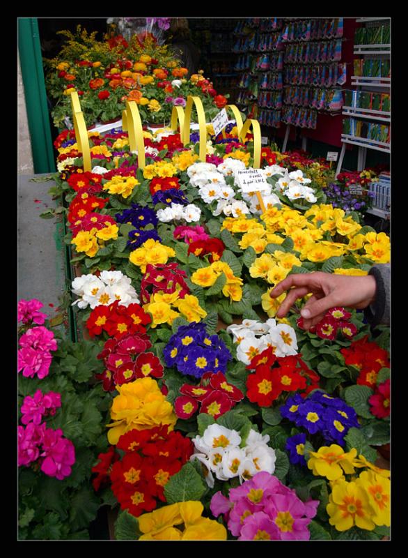 Fleurs dans une graineterie des bords de Seine