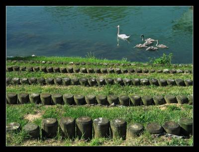 Bords de Marne</br>Famille cygne 1