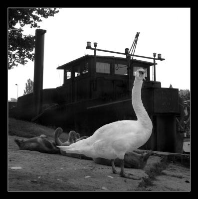 Bords de Marne</br>Famille cygne 4