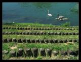Bords de Marne</br>Famille cygne 1