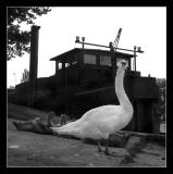 Bords de Marne</br>Famille cygne 4