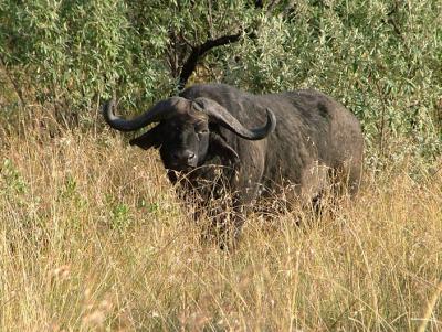 u34/pinicola/medium/34660483.030buffalo.jpg