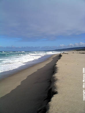 Morgan Lewis beach- Barbados 2004 #3.jpg