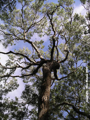 Mahogany Tree #1.jpg