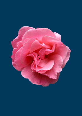 Garden Rose #2.jpg