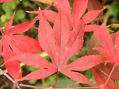 Japanese Maple.jpg