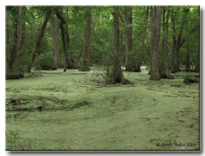A Green Swamp in NC