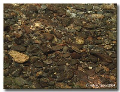 Pebbles in a mountain stream in NC