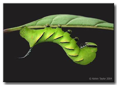 Green Horn Worm