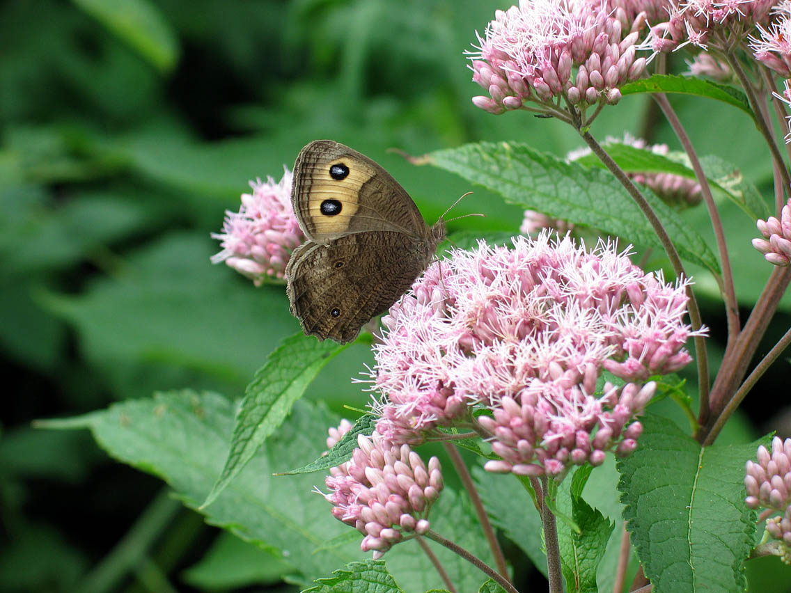 [2004-12-17] Wood Nymph Butterfly on Joe Pye Weed