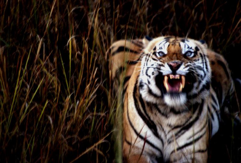 A Tiger’s Fury, Bandhavgarh National Park, India, 1990