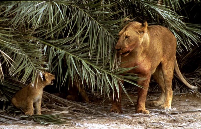 Lion Cubs Debut, Amboseli National Park, Kenya, 1987