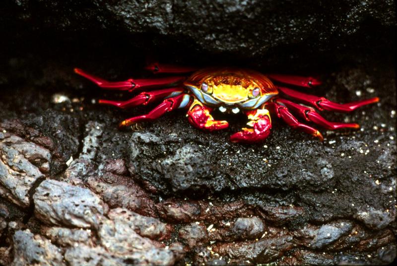 Crabs Den, Galapagos Islands, Ecuador, 1978
