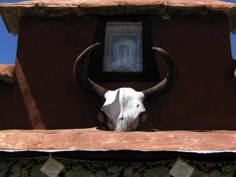 Yak Skull, Lhasa, Tibet, 2004