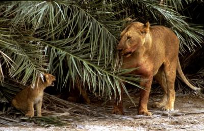Lion Cub’s Debut, Amboseli National Park, Kenya, 1987