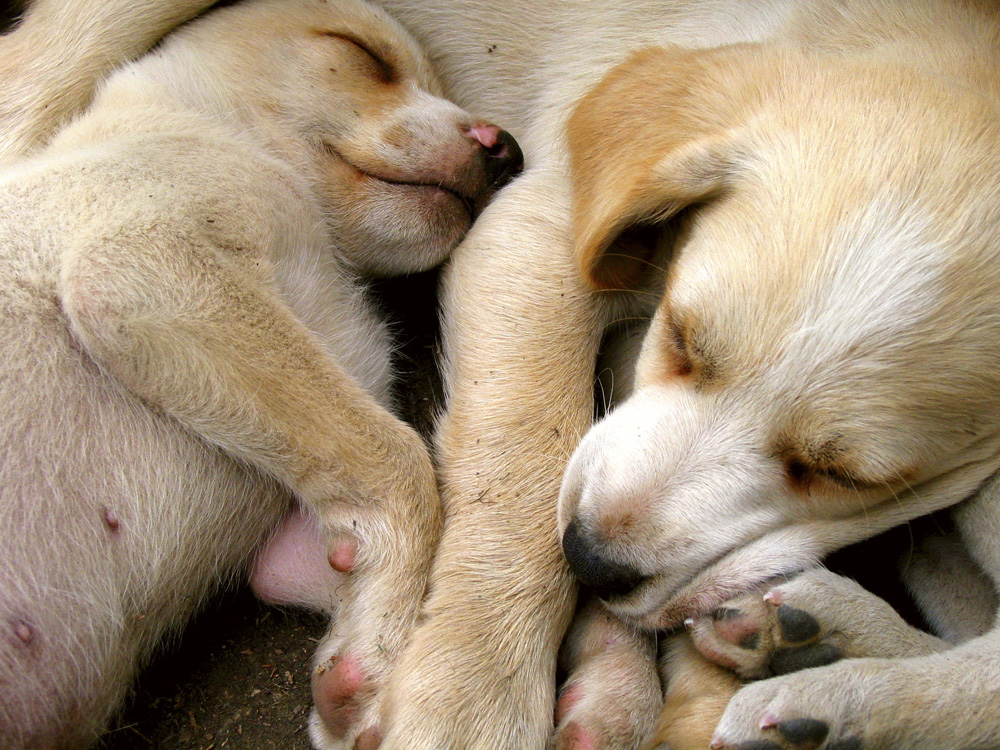 Sled Dog Pups, Iditarod HQ, Alaska, 2002