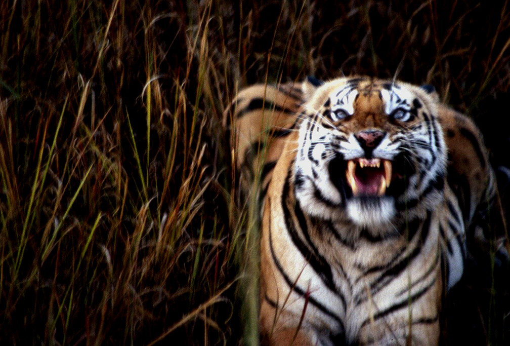 A Tigers Fury, Bandhavgarh National Park, India, 1990