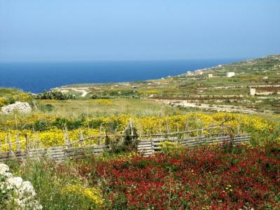 gozo4008.jpg