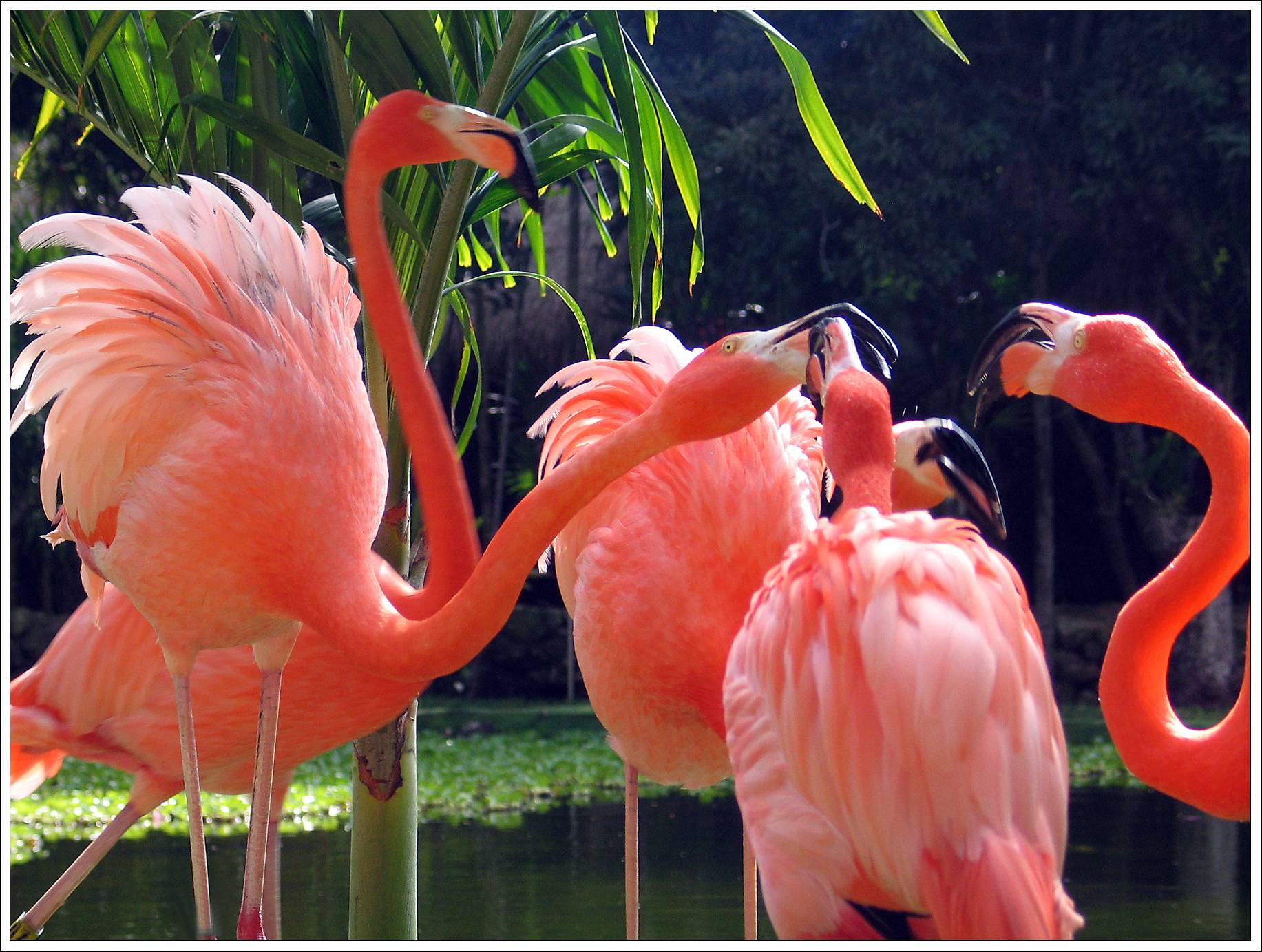 Flamingo Time