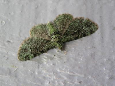 Green Pug MothPasiphila rectangulata