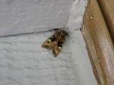 American Angle Shades Moth<BR><I>Euplexia benesimilis </I>