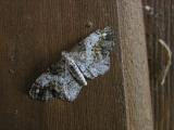 One-spotted Variant Moth<BR><I>Hypagyrtis unipunctata</I>