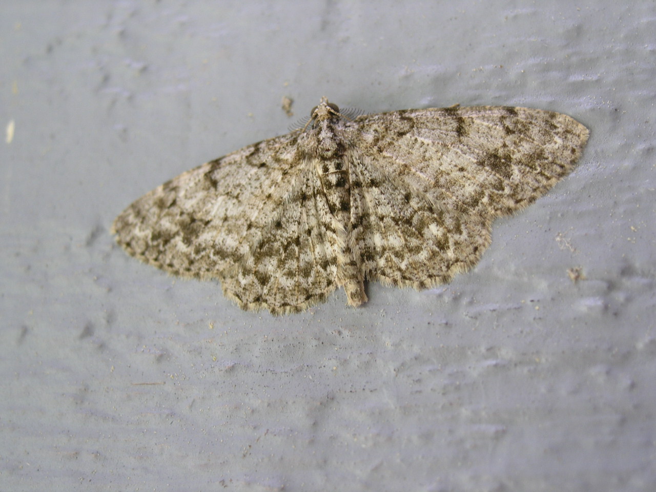 Small Engrailed Moth<BR><I>Ectropis crepuscularia</I>