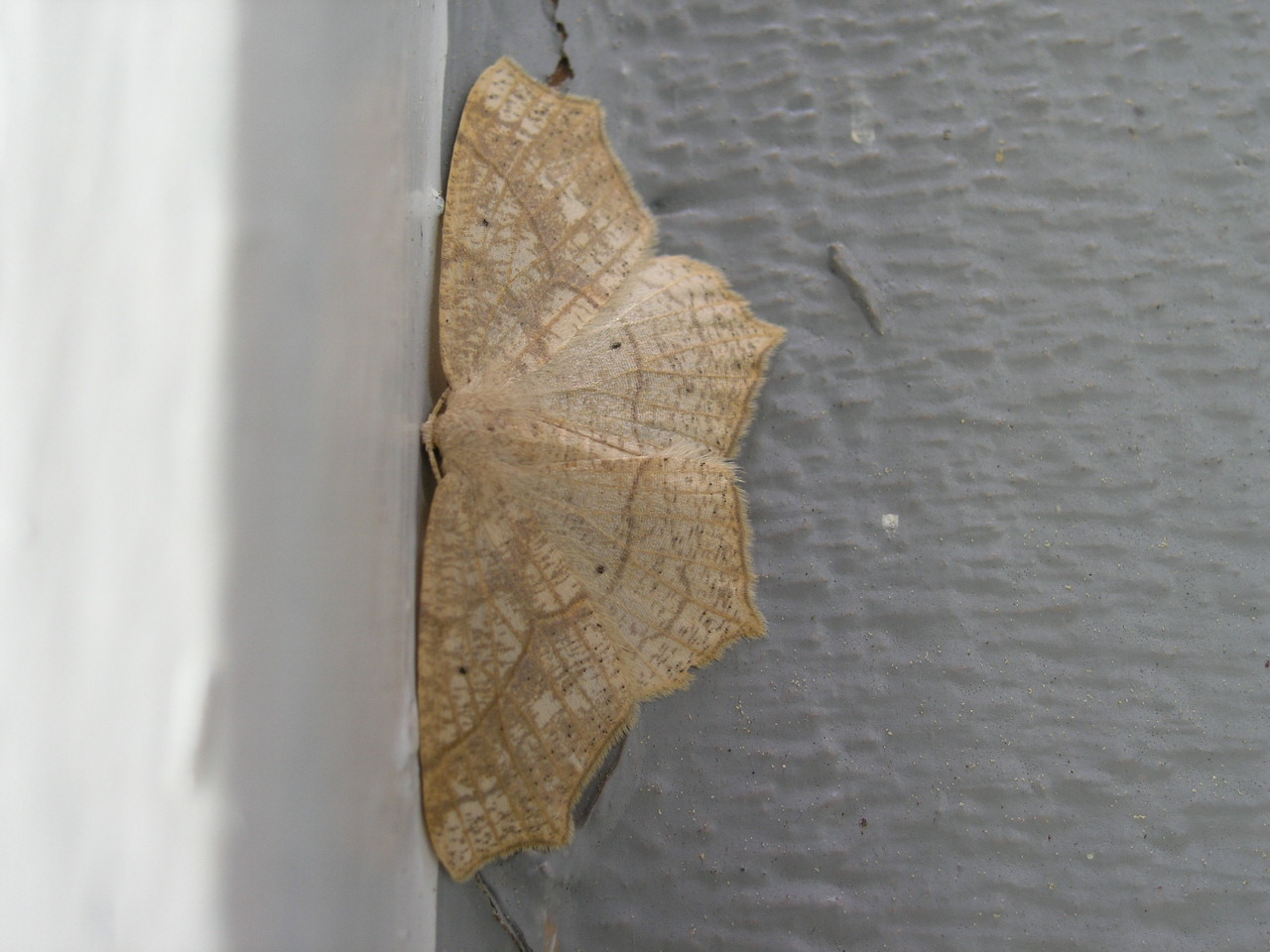 Oak Besma Moth<BR><I>Besma quercivoraria </I>