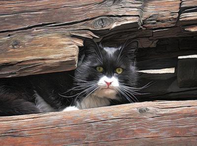 Cat Perch