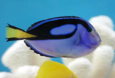 Fish 1